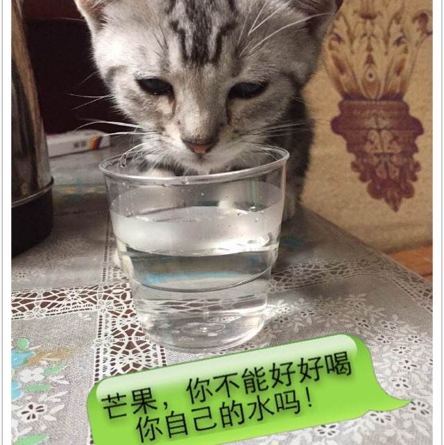 怎么办假签名公证书